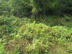 Solidago canadensis 
