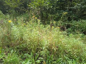 Solidago canadensis 