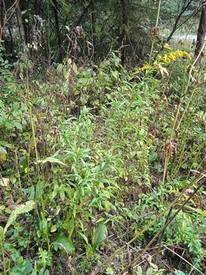 Solidago canadensis 