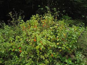 Physalis sp. 