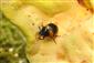 Diaperis boleti (Linnaeus, 1756)