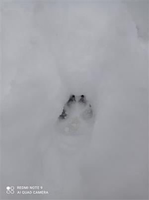 Fotografia stopy - Canis lupus