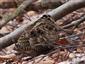 Scolopax rusticola