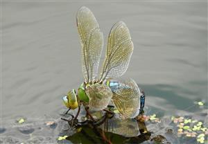 Šidlo obrovské (Anax imperator)