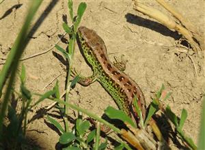 Jašterica krátkohlavá (Lacerta agilis)