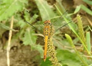 Vážka červená (Sympetrum sanguineum)