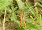 Sympetrum sanguineum (Muller, 1764)