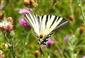 Vidlochvost ovocný (Iphiclides podalirius)