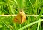 Diacrisia sanio (Linnaeus, 1758)