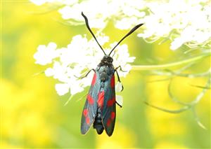 Vretienka obyčajná (Zygaena filipendulae)