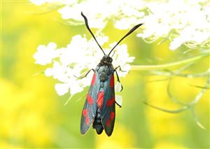 Zygaena filipendulae (Linnaeus, 1758)