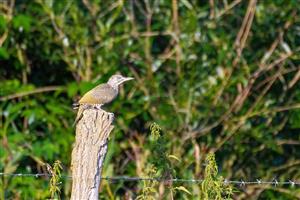 Picus viridis