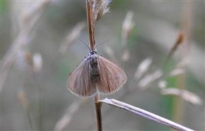 Piadivka mliečniková (Minoa murinata)