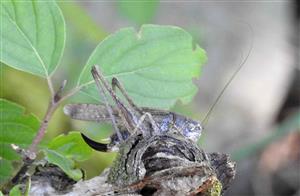 Kobylôčka sivastá (Platycleis grisea)