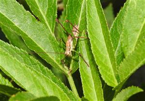 Kobylka bielopása (Leptophyes albovittata)