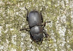 Roháčik obyčajný (Dorcus parallelipipedus)
