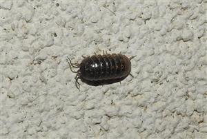 Zvínavka obyčajná (Armadillidium vulgare)