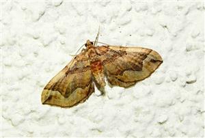 Piadivka lobodová (Pelurga comitata)