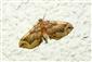 Pelurga comitata (Linnaeus, 1758)