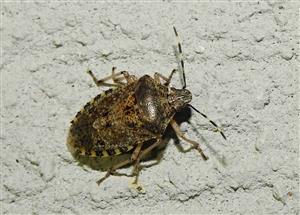 Bzdocha sivastá (Rhaphigaster nebulosa)