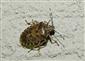Rhaphigaster nebulosa (Poda, 1761)