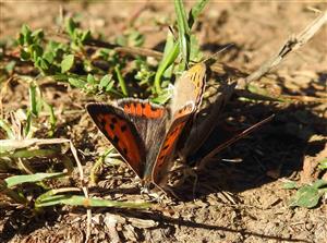 Ohniváčik čiernokrídly (Lycaena phlaeas)