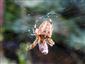 Araneus diadematus  Clerck, 1757