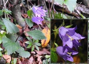 Zvonček pŕhľavolistý (Campanula trachelium)