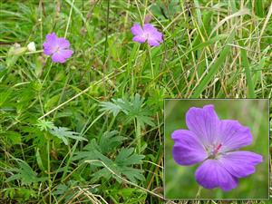 Pakosť krvavý (Geranium sanguineum)