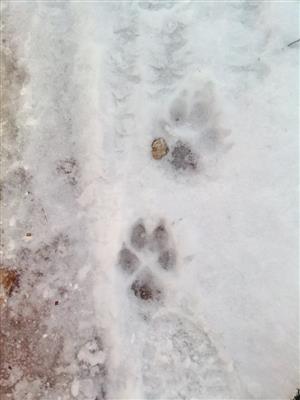 Canis lupus
