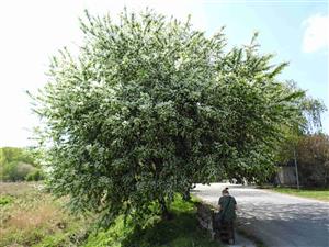 Čremcha obyčajná (Prunus padus)