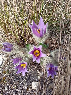 Pulsatilla grandis na juho-západných svahoch vrchu Báborská.