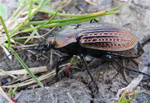 Bystruška zlatomedená (Carabus ulrichii)