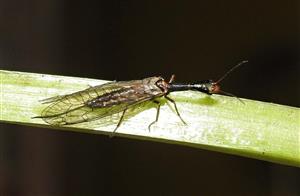 Dlhokrčka Xanthostigma xanthostigma