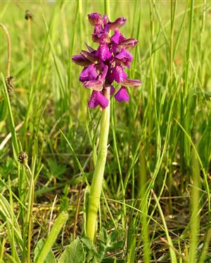 Vstavač obyčajný (Anacamptis morio)