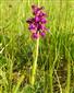 Vstavač obyčajný (Anacamptis morio)
