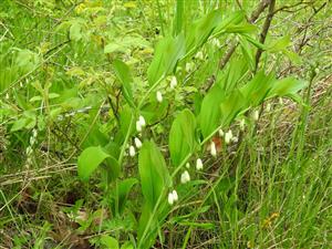 Kokorík voňavý (Polygonatum odoratum)