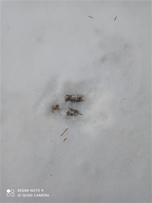 Stolica kohut 