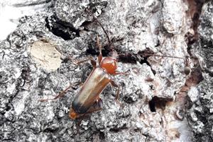 Fuzáč skladový (Phymatodes testaceus)