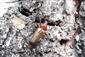 Phymatodes testaceus (Linnaeus, 1758)