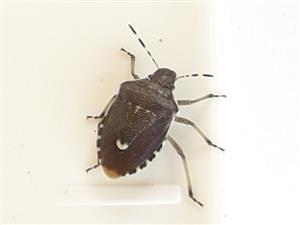 Bzdocha Holcostethus sphacelatus