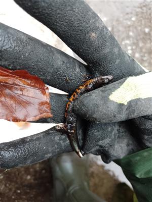 Triturus cristatus