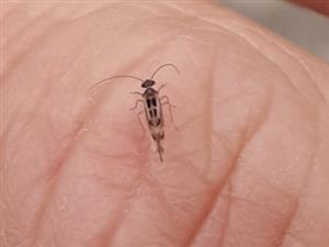 Pavoš Graphopsocus cruciatus