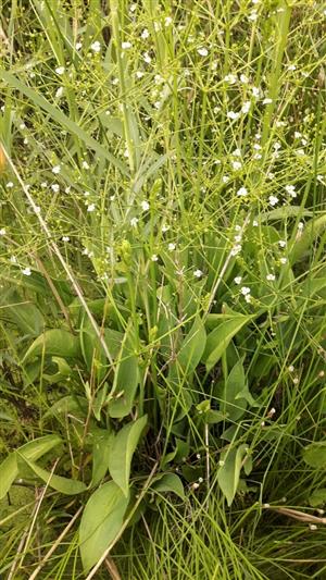 Žabník skorocelový (Alisma plantago-aquatica)