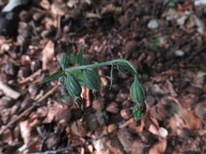 Epipactis microphylla 