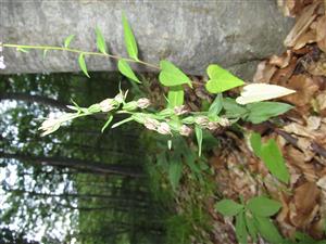 Epipactis leptochila