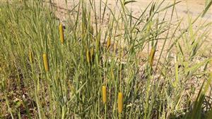 Pálka Laxmannova (Typha laxmannii)