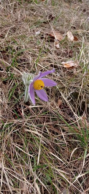 Pulsatilla subslavica