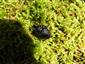 Cychrus caraboides caraboides (Linnaeus, 1758)