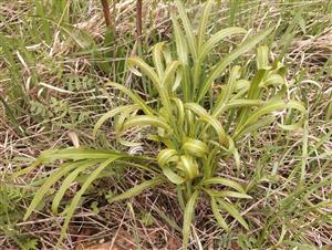 Kosáčik obyčajný (Falcaria vulgaris)